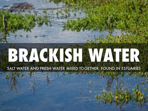 汽水环境 Brackish Water