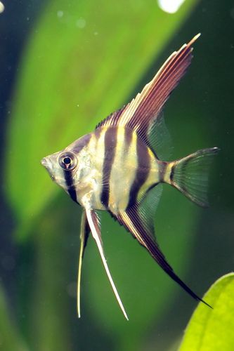 神仙鱼 Angel Fish