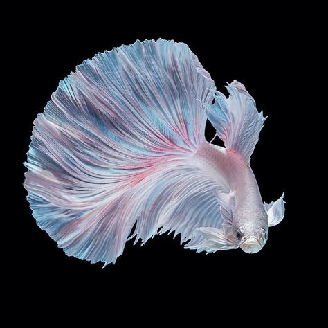 泰国斗鱼 Bettafish