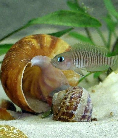 卷贝鱼品种 Shell Dwellers