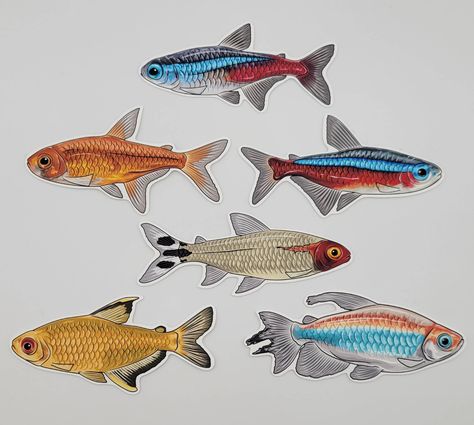 脂鲤科 Characidae