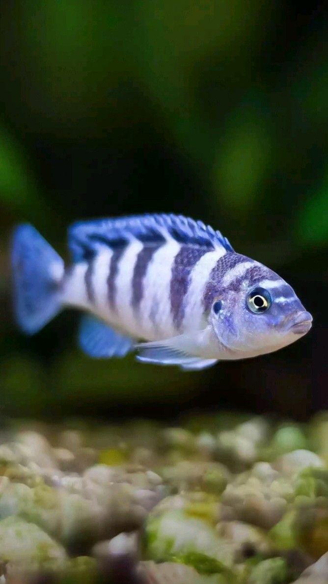 慈鲷科品种 Cichlidae