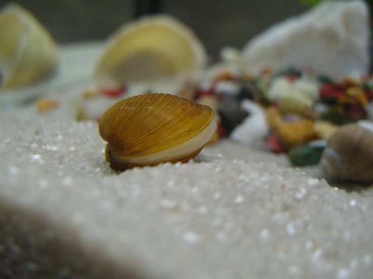 黄金蚬 Corbicula fluminea