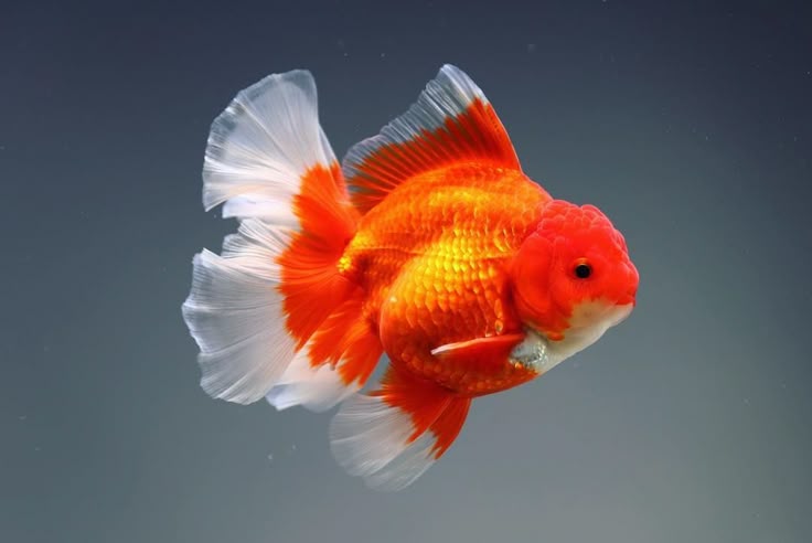 金鱼(Goldfish):历史、品种介绍与饲养指南 | 51热带鱼