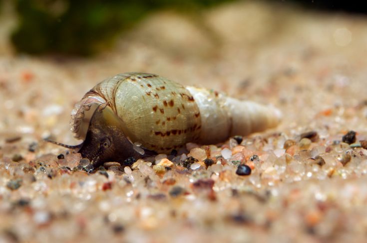 马来螺 Melanoides tuberculata