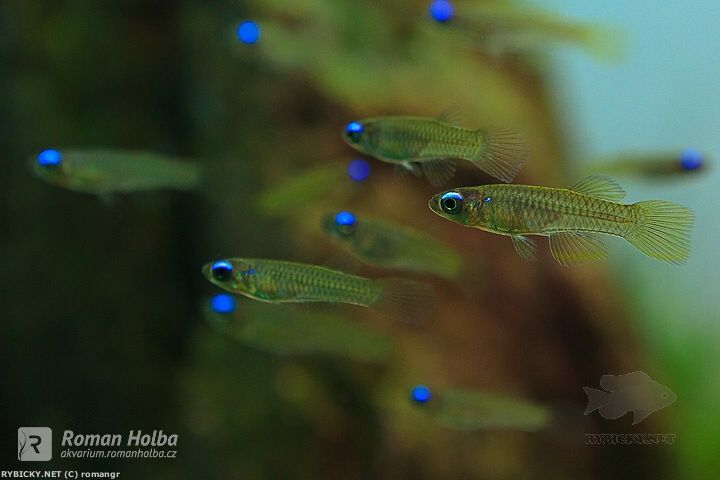 蓝眼灯蓝色的眼睛