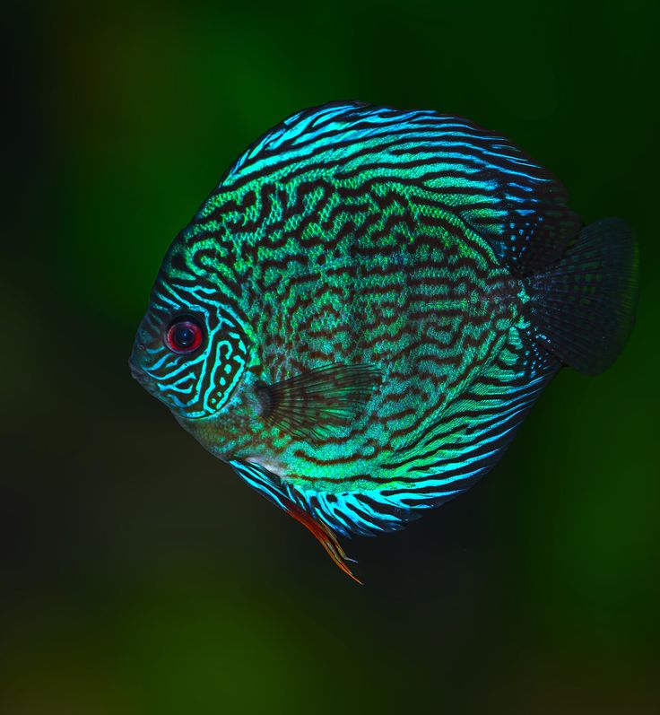 绿七彩神仙鱼 Turquoise discus