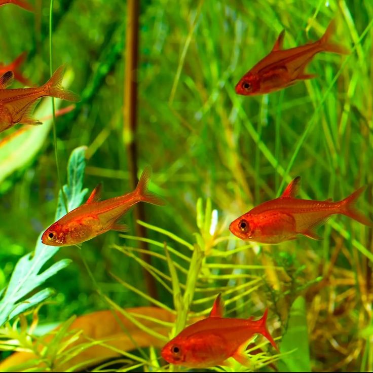 草缸中的喷火灯鱼